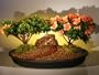 Bonsai Boy's Flowering Azalea Bonsai Tree - Double satzuki chinzan