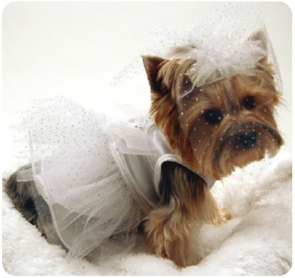 Bridal Dog Wedding Dress & Veil, Large