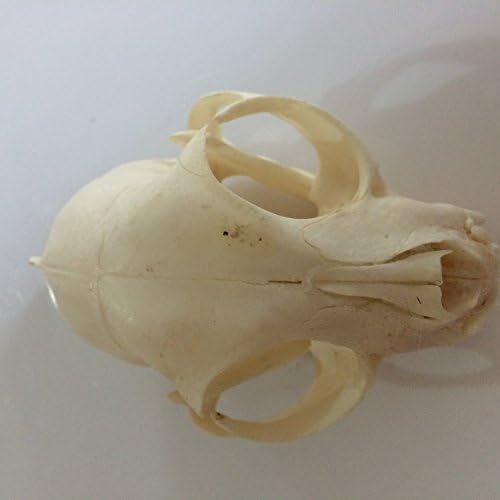 Real XL skull biological research Bobcats game development