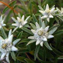 EDELWEISS LEONTOPODIUM-Early Perennial!amazing colors 3 seeds!rare! EDELWEISS LEONTOPODIUM-Early Perennial!amazing colors 3 seeds!rare!