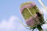 Wild Card Blooming with Hummel - 36