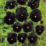 Pansy - Black - 1000 Seeds