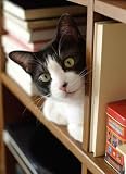 Bookcase - 24