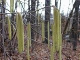 Eigenschaften tropical.garden  / Haselnuss, amerikanisch - Corylus americana 3K