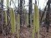Haselnuss, amerikanisch - Corylus americana 3K