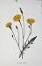 Autumnal Hawkbit Antique Print Botanical C1883 Color