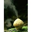 Gem-Studded Puffball, Lycoperdon Perlatum Photographic Poster Print by David M. Dennis, 18x24