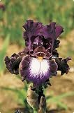 Tennison Ridge German Bearded Iris Rhizome - New