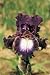 Tennison Ridge German Bearded Iris Rhizome - New