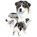 Australian Shepherd Night Light
