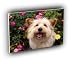 dog pure attention terrier mix A2 Large Canvas