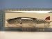 **C.C. Roberts ** Mud Puppy - River Model - Natural Sucker