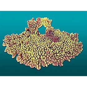 Nature's Image Artificial Corals: Large Table Acropora Pink Yellow by Nature's Image