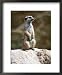 Meerkat on Guard Lookout (Mungos Mongo) Framed Art Poster Print, 18x22