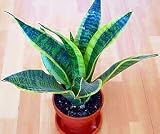Futura Snake Plant, Mother-In-Law's Tongue - Sanseveria - 4