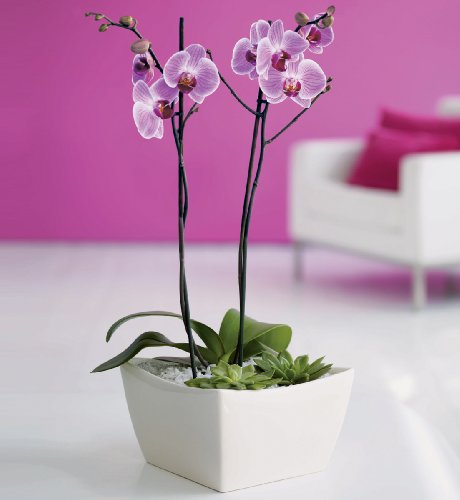 Planted Orchid