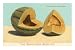 Burrell's Gem Musk Melon Collections Premium Poster Print, 8x12