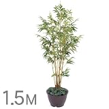 �y�l�H�A���z�L�����C�|�� 1.5m