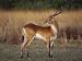 Close-Up of a Red Lechwe, Okavango Delta, Botswana, Africa Photographic Poster Print ...