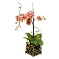 Phalaenopsis Orchid in Twig Basket