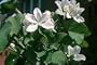 Buddist White Orchid Tree 10 Seeds - Bauhinia -Tropical