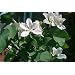 Buddist White Orchid Tree 10 Seeds - Bauhinia -Tropical