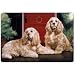 cocker_spaniel41cocker spaniel - Cocker Spaniels Placemat