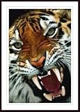 Bengal Tiger Close-Up by unknown 38.00X56.00 Framed with Black Wood Frame
