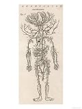 The Arteries of the Human Body Giclee Poster Print, 18x24