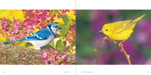 世界の美しい鳥