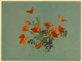 41UZ9g42eGL. SL160  Photochrom Reprint of California poppies