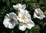 White Rugosa Rose 15 Seeds - Rosa - HEIRLOOM -Perennial