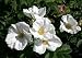 White Rugosa Rose 15 Seeds