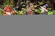 3 Assorted: Mr. Pumpkin And Miss Witch Garden Stake 3 Assorted: Mr. Pumpkin And Miss Witch Garden Stake