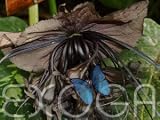 Fledermauslilie Schwarz Tacca chantrieri Samen