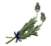 Lavender Sprigs - 24