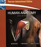 Human anatomy