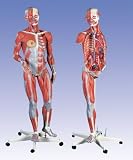 About The Deluxe Dual Sex Muscle Figure 45 Parts Model#AW-B50