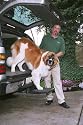 Otto Step - Pet Step/Ramp