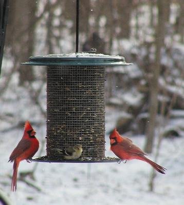 5 Quart Metal Feeder - Green