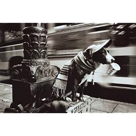 Homeless Dog Photography Poster Print, 36x24
