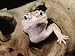 Leopard Gecko, Asia Minor to NW India Photographic Poster Print by Marian Bacon, 56x42