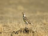 IMAGE OF Juvenile Western Meadowlark in Eastern Montana Stretched Canvas Poster Print by Joel Sartore, 18x24