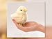 Folkmanis Chick Finger Puppet