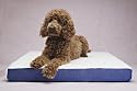 Lit pour chien de luxe chauffants chauff&eacute;e Reste Grand compagnie des animaux Nouvel