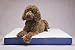 Kitchen & Housewares : LUXURY HEATED DOG BED/ PET SUPPLIES/ BRAND NEW
