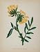 1902 Botanical Print Kidney Vetch Anthyllis Vulneraria - Original Print