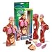 3D Human Body Torso Model Kit