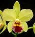 (Blc Whitewater Falls x Lc Ann Follis) Newberry x Blc Williette Wong The Best AM/AOS