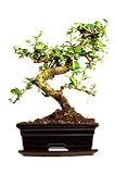 Bonsai Tree - 36